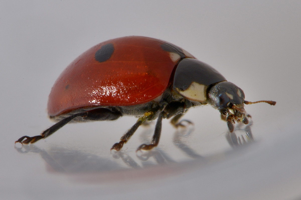 Coccinella quinquepunctata (svernante?) vs Adalia bipunctata